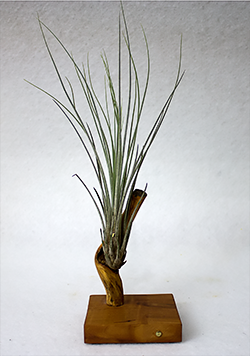 Tillandsia juncea Tillandsia juncea