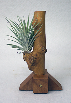 Tillandsia kammii Tillandsia kammii